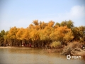 中国天气网广西站 十月中旬，位于华北的内蒙古自治区已经是深秋时节，阿拉善盟额济纳旗的胡杨林呈现了它最美丽的秋色，阳光照射下金灿灿的胡杨叶映衬着湛蓝的天空，在风中起舞并发出“沙沙”的声响，犹如正在为观赏的游客奏乐。游客们为观赏这美丽的秋色纷纷从全国各地汇集而来，并与美景摄影留念。（图文/莫申萍）