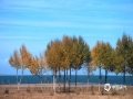 中国天气网广西站 青海湖位于中国青海省内青藏高原的东北部，是中国最大的湖泊，也是中国最大的咸水湖，深秋10月，湖面在太阳的衬下特别蓝，从远处望去蓝天与湖水仅是一线之隔，湖边的草地已呈现金黄色，成群的牦牛、绵羊正在享受阳光午餐。（图文/莫申萍）