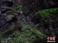 科考队发现，那坡天坑群原始景观保存完好，人为活动痕迹较少，天坑与地下河及其洞穴系统相连。在天坑底部，发现了成片国家二级保护植物董棕，还有高达50米的珍稀植物香木莲。图片来源：磨米/视觉中国