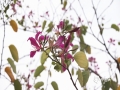 中国天气网广西站讯 11月18日早晨，都安县城区一场大雨飘洒，绿叶守红花，红花托绿叶，交相辉映。花枝上还缀满了花骨朵，有的含苞欲放，有的娇艳欲滴。伴着秋风瑟瑟，嫩紫色的紫荆花微微颤颤着，落到大地上，清冷的深秋一下子变得生动起来。（图文/黄丹虹）