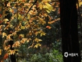 中国天气网广西站讯 “游遍千山枫叶美，遥见八桂一抹红！”地理、树种、气候因数的原因，南方的枫叶风景虽然没有北方霸气，却也是极富层次感。目前广西百色市德保县的巴头乡等地自然山野红枫经典景区里，黄色、绿色、红色的叶子参差错落，五色斑斓如同一幅幅秋色的油画，连绵的红枫景色尽收眼底，置身满山染红的秋色世界，尽赏红叶之美！据百色气象部门的红叶观赏指数预报，12月20日前后这段时间，达到了指数一级或二级，非常适宜出游观赏。（图文/韦坚）