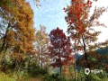 中国天气网广西站讯 “游遍千山枫叶美，遥见八桂一抹红！”地理、树种、气候因数的原因，南方的枫叶风景虽然没有北方霸气，却也是极富层次感。目前广西百色市德保县的巴头乡等地自然山野红枫经典景区里，黄色、绿色、红色的叶子参差错落，五色斑斓如同一幅幅秋色的油画，连绵的红枫景色尽收眼底，置身满山染红的秋色世界，尽赏红叶之美！据百色气象部门的红叶观赏指数预报，12月20日前后这段时间，达到了指数一级或二级，非常适宜出游观赏。（图文/韦坚）