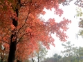 中国天气网广西站讯 11月底开始，柳州市马鹿山公园奇石园的枫香树逐渐披上“红衣”，吸引了不少游客前去“打卡”。据了解，枫香树的最佳观赏时间为12月中旬。柳州市气象台预计，本周末（14-15日）柳州市区白天天气晴暖，市民朋友们不妨趁着好天气前去游玩观赏。（图文/张杰）