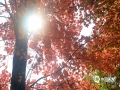 中国天气网广西站讯 11月底开始，柳州市马鹿山公园奇石园的枫香树逐渐披上“红衣”，吸引了不少游客前去“打卡”。据了解，枫香树的最佳观赏时间为12月中旬。柳州市气象台预计，本周末（14-15日）柳州市区白天天气晴暖，市民朋友们不妨趁着好天气前去游玩观赏。（图文/张杰）