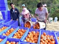 中國天氣網(wǎng)廣西站訊 近日，好天氣持續(xù)，馬山沃柑也迎來采摘季。今年沃柑喜獲豐收，在馬山縣喬利鄉(xiāng)三樂村，樹枝上沉甸甸的掛著沃柑，香氣沁人心脾，采摘、分揀、運(yùn)輸，農(nóng)戶們臉上掛著笑容，不停忙碌。從2016年開始，馬山沃柑產(chǎn)業(yè)扶貧基地利用馬山的氣候條件發(fā)展水果產(chǎn)業(yè)，去年12月18日開始收果以來，基地目前已摘果300多萬斤。（圖/陸麗紅 文/陸麗紅 賴雨薇）