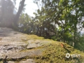 中国天气网广西站讯 金秀莲花山位于广西来宾市金秀县，主峰海拔1350米，因俯瞰整个山体酷似一朵含苞待放的莲花而得名。金秀莲花山景观以石林为主，衬以繁茂的原始森林，被誉为“小张家界”。图为1月12日，天空放晴时的景色。（图文/苏庆红）