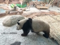 广西新闻网南宁1月15日讯（记者李香莹 林风眠）1月15日上午，南宁市动物园举行大熊猫保护教育科普系列活动暨大熊猫苑开放仪式，期盼已久的“国宝”大熊猫“绩美”、“绩兰”终于跟游客见面了，快跟随记者的镜头抢先看萌萌的大熊猫。