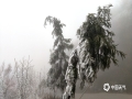 中国天气网讯 在冷空气的影响下，广西桂林资源金紫山出现了大规模的雾凇，花草树木被冰封成了如水墨画一般的冰雪世界。预计未来二天资源仍然持续低温阴雨天气，高寒山区仍然会出现雾凇美景，并且会有道路结冰，请公众在欣赏美景时，务必要注意交通安全。（图文/李岩）