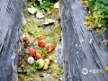 中国天气网广西站讯 今年以来，百色隆林县多阴雨，截至今天共出现12天雨日，日平均气温5.5～10.5℃。受不利天气影响，隆林县者浪乡那隆村一种植园内的草莓出现裂果、霉变现象，影响了草莓的产量和品质。(图文/尹华军)