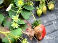 中国天气网广西站讯 今年以来，百色隆林县多阴雨，截至今天共出现12天雨日，日平均气温5.5～10.5℃。受不利天气影响，隆林县者浪乡那隆村一种植园内的草莓出现裂果、霉变现象，影响了草莓的产量和品质。(图文/尹华军)