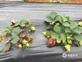 中国天气网广西站讯 今年2月份以来，东兰持续阴雨天气。据气象资料显示，2月上旬，旬降雨量为32毫米，比历年同期值偏多2.5倍；旬平均相对湿度为87.2%，比近10年同期值偏多2成；低温高湿的天气条件“助长”了草莓灰霉病的发生。在东兰坡豪胡湿地公园的一处10亩草莓园里，通讯员看到灰霉病导致大面积草莓严重腐烂。据河池市气象台预报，未来三天东兰将有两次降雨、局地雷暴大风等强对流天气过程，提醒农友要提前做好田间管理工作。（图文/覃宏宇）