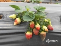 中国天气网广西站讯 今年2月份以来，东兰持续阴雨天气。据气象资料显示，2月上旬，旬降雨量为32毫米，比历年同期值偏多2.5倍；旬平均相对湿度为87.2%，比近10年同期值偏多2成；低温高湿的天气条件“助长”了草莓灰霉病的发生。在东兰坡豪胡湿地公园的一处10亩草莓园里，通讯员看到灰霉病导致大面积草莓严重腐烂。据河池市气象台预报，未来三天东兰将有两次降雨、局地雷暴大风等强对流天气过程，提醒农友要提前做好田间管理工作。（图文/覃宏宇）