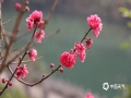 中国天气网广西站讯 18日，东兰阳光正好，微风不燥，气温也悄然回升，气象局院内的桃花肆意绽放，姿态丰盈，玫红色的花朵远看如一片片粉霞，惹人喜爱。（图/文 覃宏宇）