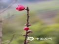 中国天气网广西站讯 18日，东兰阳光正好，微风不燥，气温也悄然回升，气象局院内的桃花肆意绽放，姿态丰盈，玫红色的花朵远看如一片片粉霞，惹人喜爱。（图/文 覃宏宇）