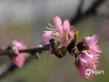 中國天氣網廣西站訊 春日回暖，桃花嫣然枝頭笑。2月22日，桂林市恭城縣西嶺鎮(zhèn)的桃花已悄然盛開，淺淺的粉色點綴在山野之間，美不勝收。（圖文/嚴春梅）