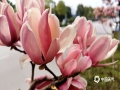 中国天气网广西站讯 近日桂林气温逐渐回暖，2月25日桂林市滨北路的紫玉兰花开放了，一阵风吹过，紫红色的花朵从树上飘落，诉说春的到来。（图文/李岩）