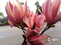 中国天气网广西站讯 近日桂林气温逐渐回暖，2月25日桂林市滨北路的紫玉兰花开放了，一阵风吹过，紫红色的花朵从树上飘落，诉说春的到来。（图文/李岩）