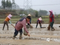 中国天气网广西站讯 近来，在来宾象州县马坪镇龙兴村委大曹屯和寺村镇的稻田里，村民们摆盘、播种、盖膜……抢抓晴好天气，做好早稻集中育秧，一派繁忙景象。（图/吴永才 文/苏庆红） ​​​​