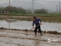 中国天气网广西站讯 近来，在来宾象州县马坪镇龙兴村委大曹屯和寺村镇的稻田里，村民们摆盘、播种、盖膜……抢抓晴好天气，做好早稻集中育秧，一派繁忙景象。（图/吴永才 文/苏庆红） ​​​​