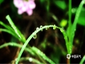 中国天气网广西站讯 今天，南宁市雨雾蒙蒙，绵绵细雨在花草叶上凝结成的水珠，像极了一颗颗晶莹剔透的珍珠。在春雨的滋润下，花朵更娇艳，草和树叶更鲜嫩了。（图文/卢威旭）