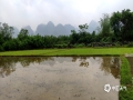 中国天气网广西站讯 过去一周，河池市多阴雨天气，对农事活动影响较大。今天（5日），强降雨天气暂时告一段落，都安县澄江镇桑里村的村民们纷纷走上田间地头开始春耕劳作，村民表示，要赶紧趁着不下雨的时间把今年的春种任务完成。据河池市气象台预报，未来2天，该市大部地区有阵雨。（文/覃弼勇 图/黄冬梅 ）