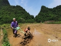 中国天气网广西站讯 进入4月，荔浦市仍多阴雨天气，对农事活动影响较大。12日，冷空气影响后的荔浦市阳光明媚，杜莫镇平塘村的村民们抓住有利天气纷纷走进田间地头开始农事劳作，处处是一派繁忙景象。（图文/李会玲）