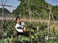 中國天氣網(wǎng)廣西站訊 進(jìn)入4月，荔浦市仍多陰雨天氣，對(duì)農(nóng)事活動(dòng)影響較大。12日，冷空氣影響后的荔浦市陽光明媚，杜莫鎮(zhèn)平塘村的村民們抓住有利天氣紛紛走進(jìn)田間地頭開始農(nóng)事勞作，處處是一派繁忙景象。（圖文/李會(huì)玲）