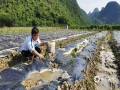 中國天氣網(wǎng)廣西站訊 進(jìn)入4月，荔浦市仍多陰雨天氣，對(duì)農(nóng)事活動(dòng)影響較大。12日，冷空氣影響后的荔浦市陽光明媚，杜莫鎮(zhèn)平塘村的村民們抓住有利天氣紛紛走進(jìn)田間地頭開始農(nóng)事勞作，處處是一派繁忙景象。（圖文/李會(huì)玲）