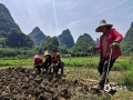 中国天气网广西站讯 进入4月，荔浦市仍多阴雨天气，对农事活动影响较大。12日，冷空气影响后的荔浦市阳光明媚，杜莫镇平塘村的村民们抓住有利天气纷纷走进田间地头开始农事劳作，处处是一派繁忙景象。（图文/李会玲）