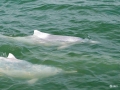 中国天气网广西站讯 4月21日，天气晴朗，阳光明媚，成群结队的海中“精灵”中华白海豚在广西钦州三娘湾海域觅食戏水。中华白海豚为国家一级保护野生动物，被称为“海上大熊猫”，广西钦州三娘湾海域水质优良，海产资源极为丰富，是中华白海豚世代栖息地之一，被誉为“中华白海豚的故乡”。图为一对中华白海豚戏水。（图/李斌喜 文/何斌）