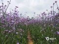 中國天氣網(wǎng)廣西站訊 五一期間，位于柳江縣公園的馬鞭草、薰衣草、虞美人競相開放，搖曳著身姿，露出了嬌艷的花色。薰衣草藍(lán)色的憂郁，馬鞭草紫色的夢幻，虞美人紅色的艷容，花色與綠葉交相輝映，鋪滿眼簾，引得蝴蝶、蜜蜂翩翩起舞。（圖文/蒙小寒）