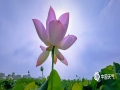 5月19日，在来宾市兴宾区富尧水库边的荷花池里，荷花有的含苞欲放，有的已绽放姿彩，在蓝天和阳光的映衬下，非常好看。（图/何少芸 文/苏庆红）