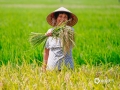 中国天气网广西站讯 6月28日，钦州又是阳光灿烂的一天，这样的好天气非常适宜进行农事活动。在钦州市钦南区康熙​​岭镇那沙村，金灿灿的夏水稻已经成熟，村民们正顶着烈日高温收割夏水稻，虽然辛苦但笑容依旧灿烂。(文/张馨予 图/李斌喜）