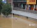 中国天气网广西站讯 7月12日早上7时50分，柳江柳州水文站出现洪峰水位83.8米，超警戒水位1.3米。沿江多条道路被江水淹没，汪洋一片，已成“泽国”。由于洪水淹没地段比较深，不少市民又开始了“滴滴打船”的生活。目前水位正在缓慢下降，强降雨过程接近尾声。（图/李羿树 文/李宜爽）