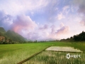 中国天气网广西站讯 近日，河池市金城江区长排镇清晨的云朵透着霞光，风吹动着秧苗，犹如一幅迷人的乡村风景油画。（图文/韦双双）