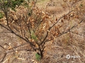 图为干旱枯萎的柑橘树。（图/赵祖华）
