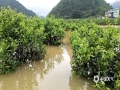 中国天气网广西站讯 受低层切变线和地面弱冷空气共同影响，9月11日晚至12日河池市金城江区普降大雨到暴雨，局部大暴雨。受强降雨影响，九圩镇三旺社区新洞柑橘种植产业示范点附近河水暴涨，大片柑橘被淹没在一片汪洋之中。大部分砂糖橘被淹没至植株一半的高度，有些砂糖橘甚至被水淹没至顶端。据示范点负责人介绍，此次强降雨影响，示范点所有砂糖橘均被水浸泡，将会对年终产量造成严重影响。（文/韦春苗 图/韦家宝）