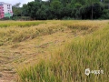 中国天气网广西站讯 自9月下旬以来，全州县出现了持续的阴雨天气和寒露风天气，10月1-3日气温明显回升，但4日开始再次出现了连续阴雨和寒露风天气。受此影响，全州县部分已经成熟的晚稻出现了倒伏和发芽，其中倒伏的晚稻发芽比较严重，秋收受到较大影响。根据全州县气象台预报，未来一周无明显降雨天气，10日左右开始天气转好，气温将明显回升，农友们要抓住时机尽快收晒成熟的晚稻。（图/华琦孜 文/赵祖华）