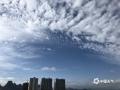 中国天气网广西站讯 10月17日，贺州市城区上空出现大面积“鱼鳞云”，云朵在蓝天的映衬下，一排排一列列散布着，蔚为壮观。“鱼鳞云”又叫透光高积云，云块较薄，呈白色，常成一个或两个方向整齐地排列，云块之间有明显的缝隙。透光高积云多出现在大气比较稳定的状态下，出现这种云往往意味着天气持续晴好。（图文/吴蒨茵）