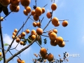 中国天气广西站讯 进入11月，正是柿子大量采收时期。11月2日，通讯员在平乐县沙子镇的果园看到已经成熟的柿子挂在树上等待采摘，一个个黄灿灿的，像灯笼一样挂满树枝，充满着丰收的希望。（图文/刘婷）
