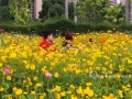市民在花丛中拍照。（记者/张晓微 廖玉贞 图/廖玉贞）