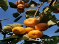 中国天气网广西站讯 10月以来，桂林市恭城县的柿子逐渐成熟，迎来采摘晾晒季。11月11日，当地果农趁着晴好天气开展柿子的采摘和晾晒工作。（图/马艺 文/黄归兰）