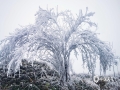 中国天气网广西站讯 在冷空气补充影响下，12月3-4日，广西桂林市资源县高寒山区出现冰冻天气，其中瓜里乡十里平坦最低温度降到零下4度，出现了2020年入冬以来首次雾凇景观。雾凇非冰非雪，非花非雾，凝结于树梢、灌木和草丛上，漫山遍野，使这里成为南国冬天里的“冰雪奇园”。（图/钟云 文/谭琼）​