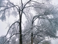 中国天气网广西站讯 在冷空气补充影响下，12月3-4日，广西桂林市资源县高寒山区出现冰冻天气，其中瓜里乡十里平坦最低温度降到零下4度，出现了2020年入冬以来首次雾凇景观。雾凇非冰非雪，非花非雾，凝结于树梢、灌木和草丛上，漫山遍野，使这里成为南国冬天里的“冰雪奇园”。（图/钟云 文/谭琼）​