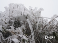 图为12月15日，贺州鹅塘镇明梅村的高寒山区出现雾凇，树枝和草地都披上了“白纱”，俨然成为了童话般的冰雪世界。（文/黄远盼 图/黄超君）