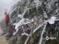 图为12月15日，贺州鹅塘镇明梅村的高寒山区出现雨凇，树枝和草地都裹上了冰层，晶莹剔透，俨然成为了童话般的冰雪世界。（文/黄远盼 图/黄超君）