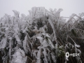 图为12月15日，贺州鹅塘镇明梅村的高寒山区出现雾凇，树枝和草地都披上了“白纱”，俨然成为了童话般的冰雪世界。（文/黄远盼 图/黄超君）
