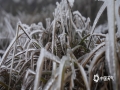 图为12月15日，贺州鹅塘镇明梅村的高寒山区的树枝和草地都裹上了冰层，晶莹剔透，俨然成为了童话般的冰雪世界。（文/黄远盼 图/黄超君）