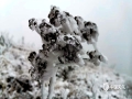 中国天气网广西站讯 12月14日以来，受强冷空气影响，柳州北部高寒山区气温创今年入冬以来新低，其中15日融水县杆洞高强村气温更是下降到了零下4.5℃。三江的独峒、融水的杆洞、同练、滚贝等乡镇出现了不同程度的结冰现象，低温阴雨使道路两侧的植被出现雾凇雨凇，树枝上全部被冰覆盖，晶莹剔透，部分乡镇的路面结冰厚度更是超过了2厘米。三江县、融水县连续五天发布道路结冰黄色预警信号，提醒公众出行注意交通安全。图为：12月15日融水同练乡出现雾凇景观（文/李宜爽 图/韦能）