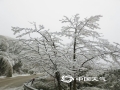 中国天气网广西站讯 12月14日以来，受强冷空气影响，柳州北部高寒山区气温创今年入冬以来新低，其中15日融水县杆洞高强村气温更是下降到了零下4.5℃。三江的独峒、融水的杆洞、同练、滚贝等乡镇出现了不同程度的结冰现象，低温阴雨使道路两侧的植被出现雾凇雨凇，树枝上全部被冰覆盖，晶莹剔透，部分乡镇的路面结冰厚度更是超过了2厘米。三江县、融水县连续五天发布道路结冰黄色预警信号，提醒公众出行注意交通安全。图为：12月17日融水县杆洞乡护鸟坳路段两侧的植被出现雾凇雨凇景观（文/李宜爽 图/罗悦）